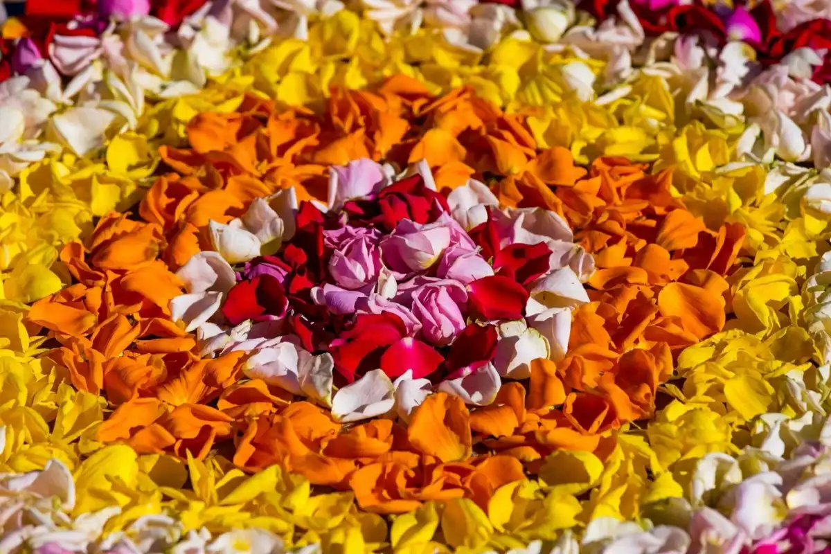 Simple marigold flower rangoli design in concentric circles