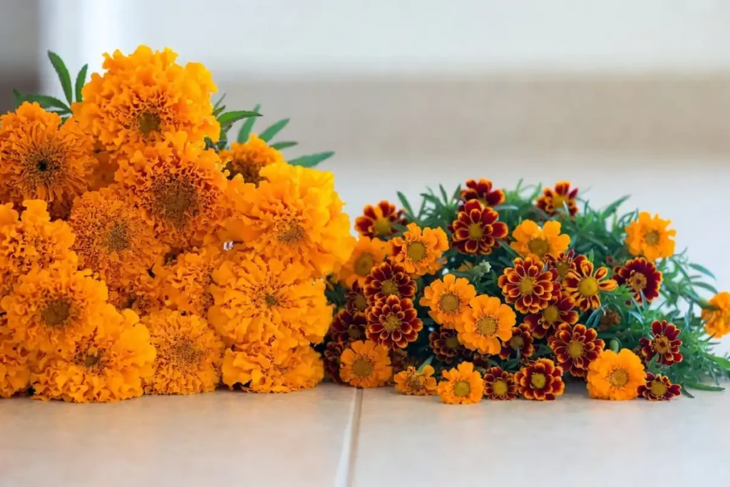 African and French marigold flowers compared for making a marigold rangoli design